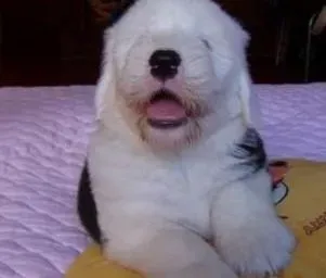 古代牧羊犬|怎样让烦躁的古代牧羊犬在瞬间保持安静