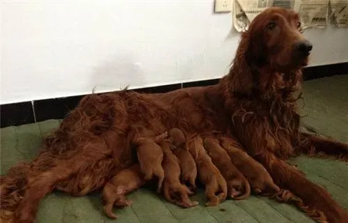 爱尔兰雪达犬排第几名 智商排名位居第35 | 爱尔兰雪达犬