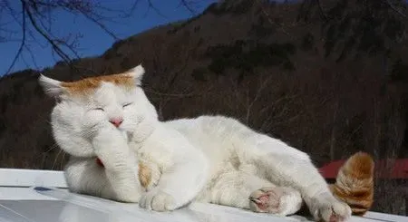 猫为什么要舔毛 定期给猫咪吃吐毛膏 | 猫
