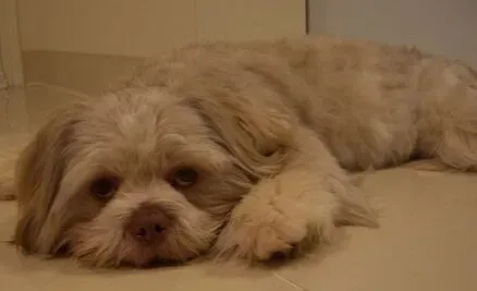 拉萨犬的养护常识 需防范狗狗得皮肤病 | 拉萨犬