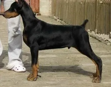 杜宾犬|杜宾犬到处撒尿最可恶