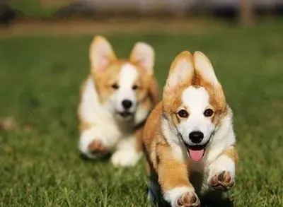 小型犬聪明排行 聪明的狗狗更易训练 | 犬