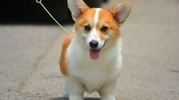 柯基犬|柯基犬常见的寄生虫——壁虱、虱子、疥癣虫