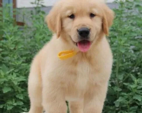 金毛|营养完美搭配 给金毛犬补充营养要全面