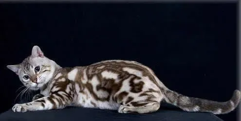 猫吃什么会胖 肉里面加上少许粮食 | 埃及猫