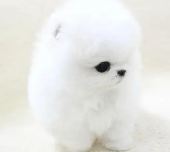 博美犬|护理博美犬的毛发有哪些好技巧