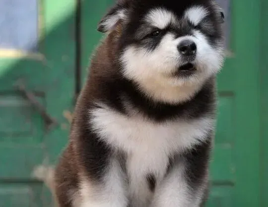阿拉斯加犬|阿拉斯加犬最近拉肚子是怎么回事 如何医治