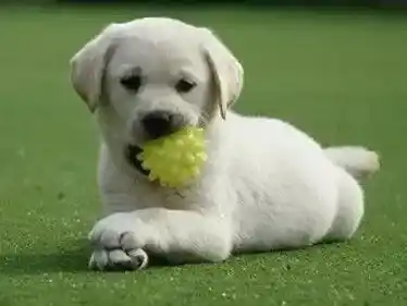 拉布拉多|拉布拉多犬不爱吃东西可以这样解决哦