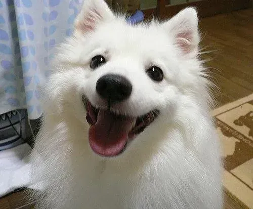 银狐犬|对银狐犬进行自由式教育行得通吗