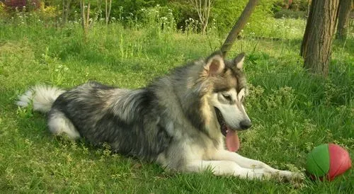 阿拉斯加雪橇犬凶吗 对主人绝对的忠诚 | 阿拉斯加雪橇犬