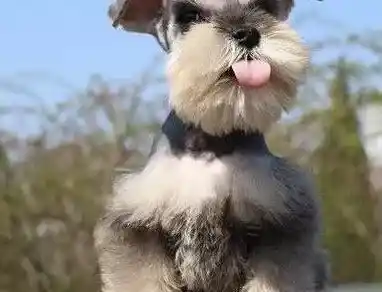 雪纳瑞|雪纳瑞最近掉毛很严重，该怎么办