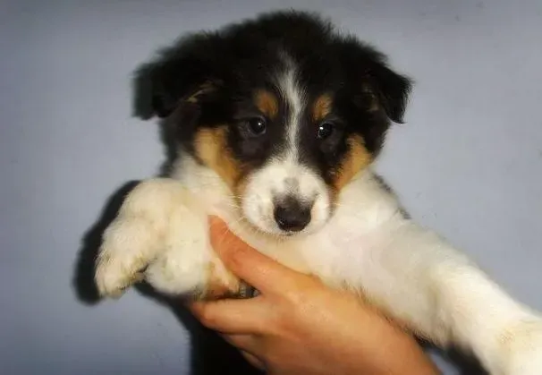 苏格兰牧羊犬|打造美丽 怎样让苏格兰牧羊犬保持完美体型
