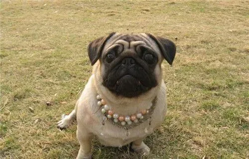 巴哥犬和沙皮狗有什么不同 体型特征就有所不同 | 巴哥犬