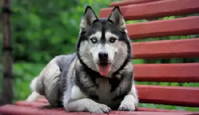 哈士奇|哈士奇幼犬的调教与训练技巧分析