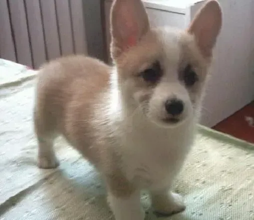 柯基犬|柯基犬最近经常性掉毛是换毛期吗
