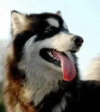 阿拉斯加犬|教你认识一下给阿拉斯加犬美容的神器
