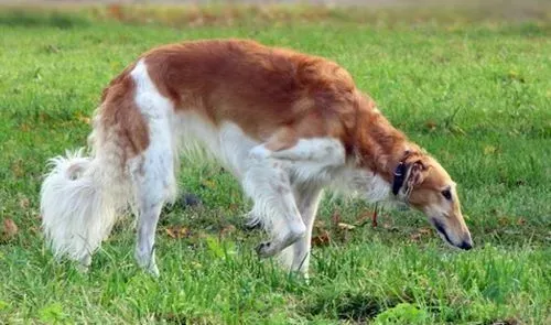 苏俄猎狼犬性格 是一种绅士安静可爱的伴侣 | 苏俄猎狼犬