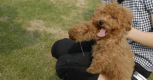 贵宾犬聪明吗 有很高的可训度哦 | 贵宾犬