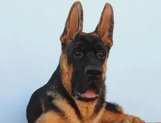 德国牧羊犬|德国牧羊犬身上为什么会有黑色的点