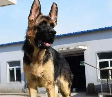 德国牧羊犬|炎炎夏日怎样让德国牧羊犬保持身体健康不中暑