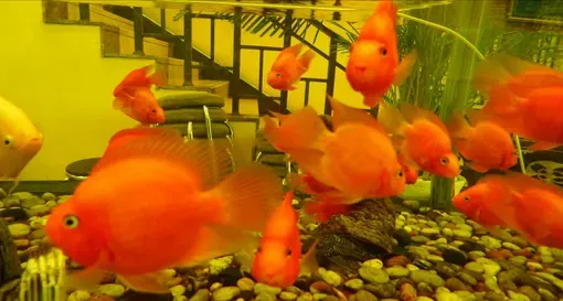 鱼缸摆放的最佳位置 遵循摆放的6个原则 | 鱼缸