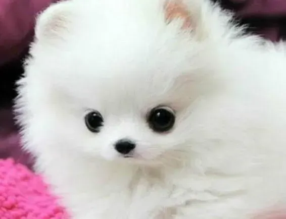 博美犬|关于博美犬是否可以吃鸡蛋的解答