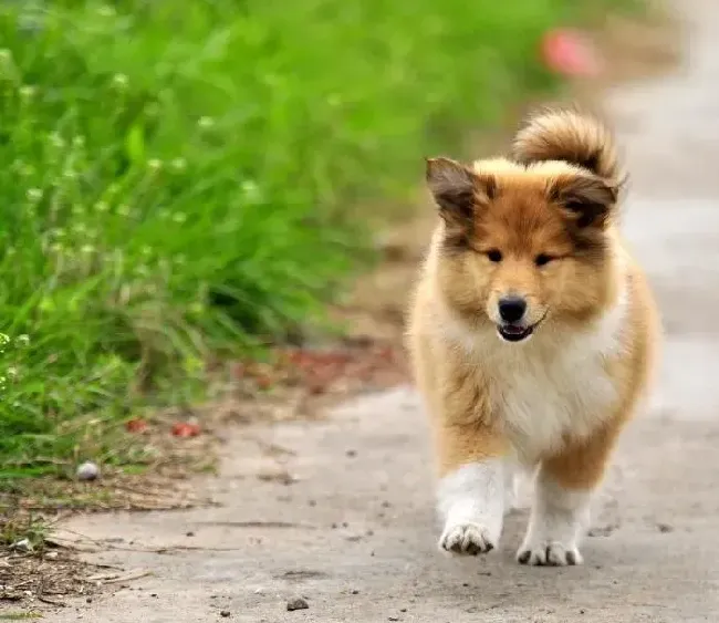 苏格兰牧羊犬|苏格兰牧羊犬不吃东西是怎么回事