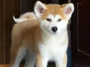 秋田犬|五个月的秋田犬吃美毛粉好还是海藻粉好