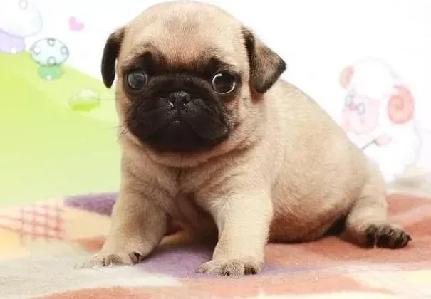 巴哥犬|如何让巴哥犬在训练中学会掌握基本技能