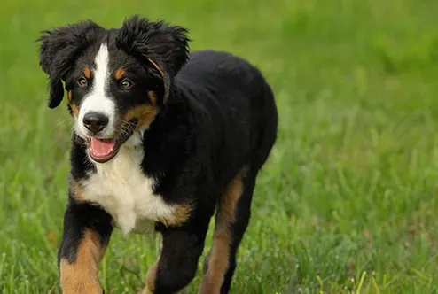 伯恩山犬容易训练吗 伯恩山犬的训练还是要循序渐进 | 伯恩山犬