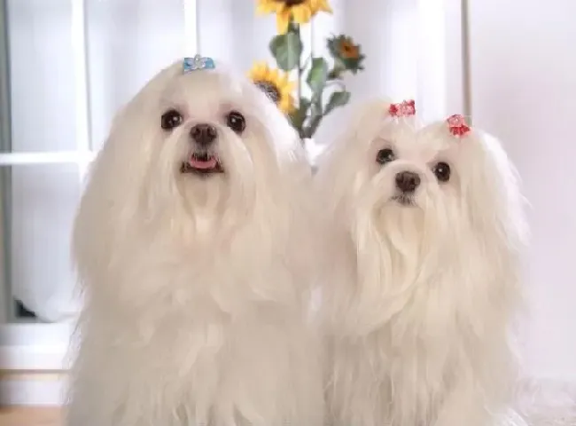 马尔济斯|马尔济斯犬好训么？如何让它坐/躺/留在原地