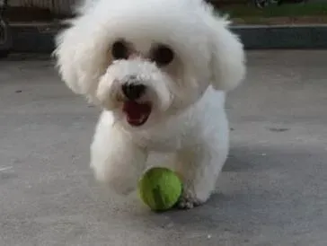 比熊犬|夏季养犬六个要点 帮比熊犬健康度过夏天