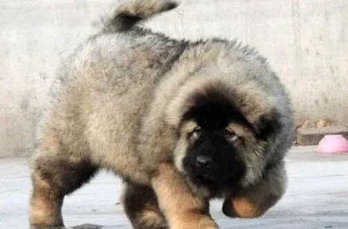 高加索犬|高加索犬是容易饲养的犬种吗