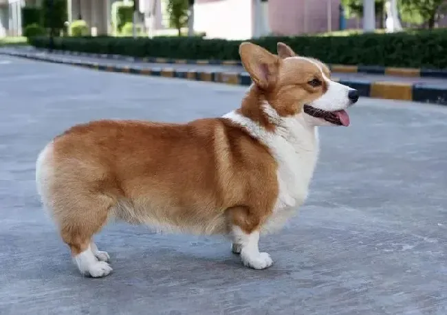 柯基犬|柯基犬的运动事宜不可忽视