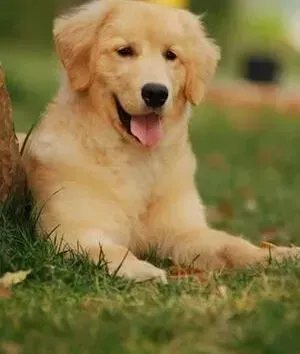 金毛|科学训练金毛犬 时机与方法同样重要