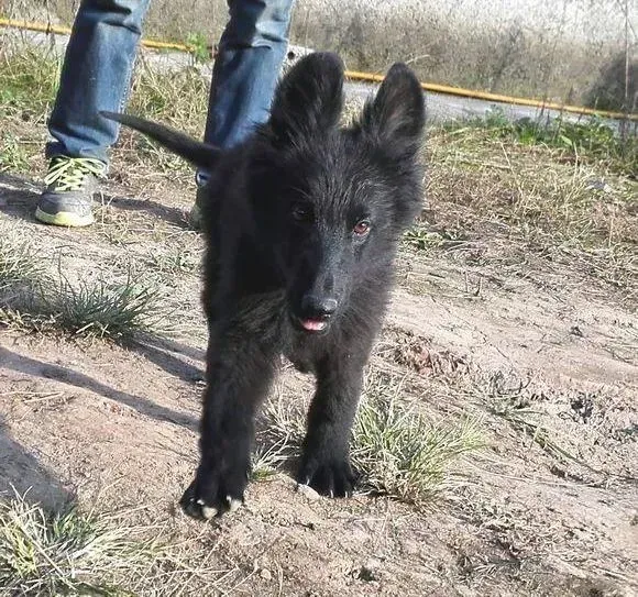 比利时牧羊犬|怎样非常快速的搞定比利时牧羊犬不爱吃药的情况