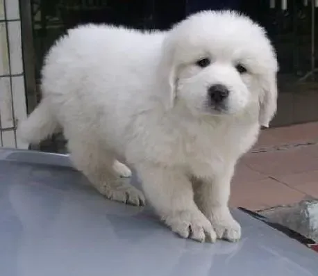 大白熊犬|饲养方法大公开 如何照顾好大白熊犬
