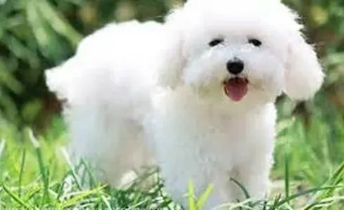 比熊犬|饲养指南与指导 喂养比熊犬的重要事项有哪些