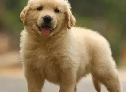 金毛|饲主如何为金毛犬正确的进行牙齿护理
