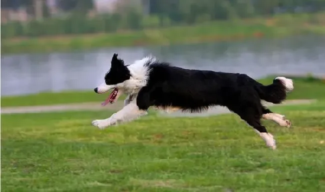 边境牧羊犬|给边境牧羊犬清洁耳朵的正确方法