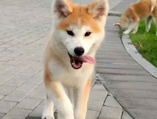 秋田犬|秋田犬适合吃哪些狗粮呢