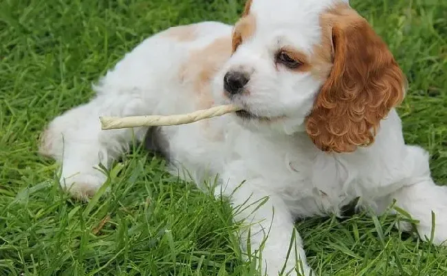 可卡犬|可卡犬没有精神不吃东西是什么情况