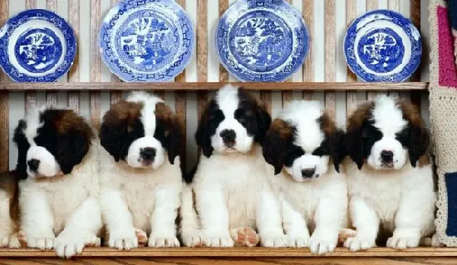 圣伯纳犬|圣伯纳犬皮肤溃疡不愈合 竟是肥大细胞瘤