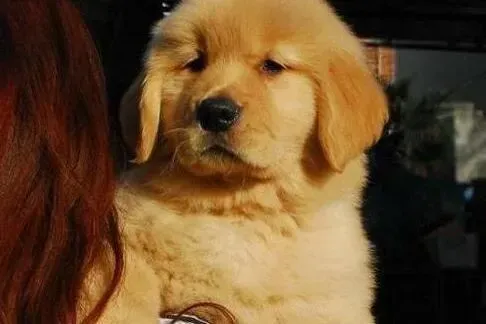 金毛|金毛犬经常必须要做的全方位护理