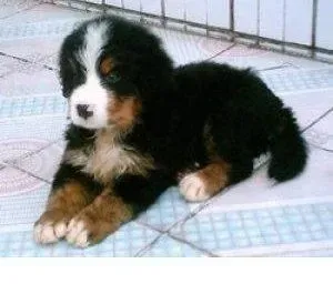 伯恩山犬|伯恩山犬耳朵发红有污垢怎么办