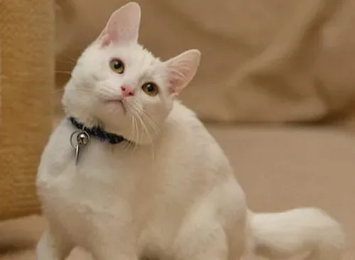 猫咪有血尿  猫咪有血尿的主要原因是缺钙 | 猫咪