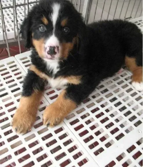 伯恩山犬|伯恩山犬犬瘟热后期抽搐会不会死掉