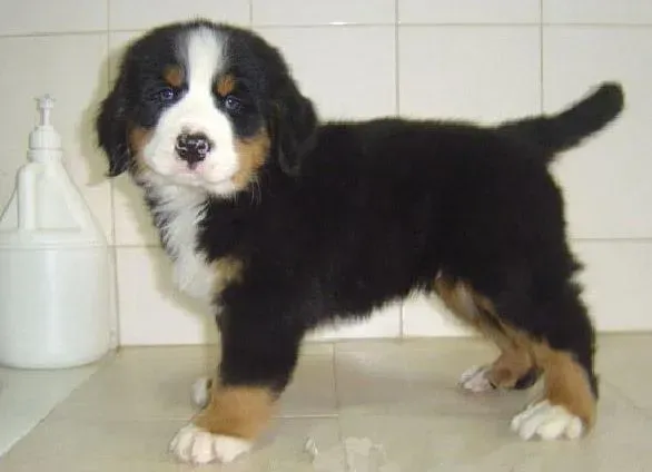 伯恩山犬|伯恩山犬病后恢复期的料理方法