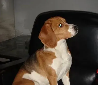 比格犬|健康小课堂 挑选比格犬零食需谨记几个要点