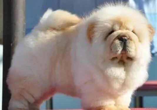 松狮犬|家养松狮犬的安全健康的饲养方法